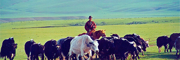 Mongolia travel guides, advice and information