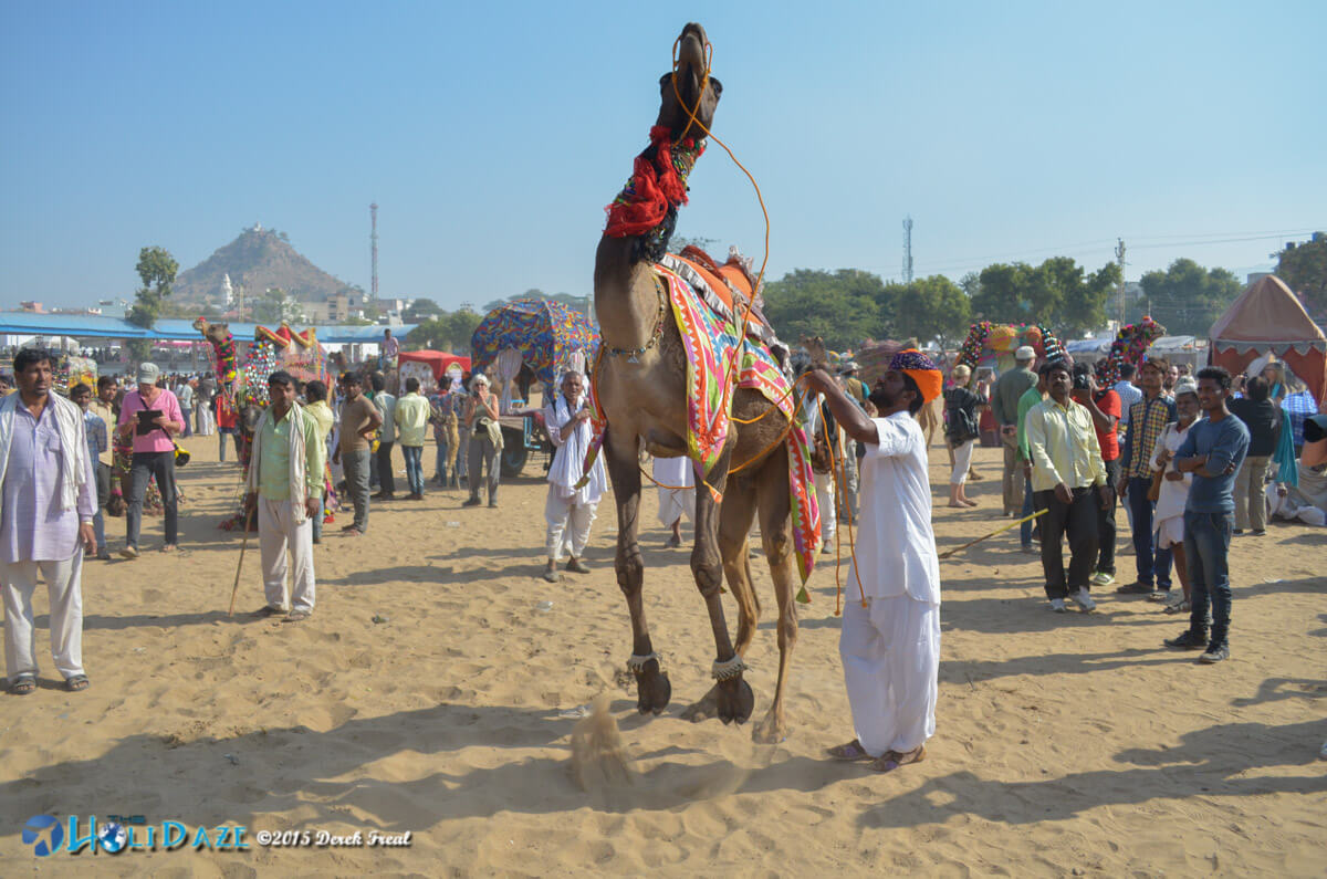 50 Colorful Photos From The Pushkar Camel Fair | The HoliDaze